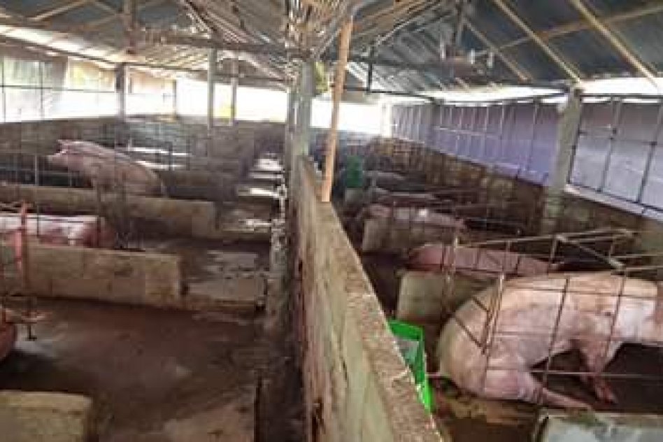 Nana-Osei Greenfield and Animal Husbandry Farms. | Nsawam otoase village |  Nsawam | Ghana | Agriculture - Agricultural & Plantation Product